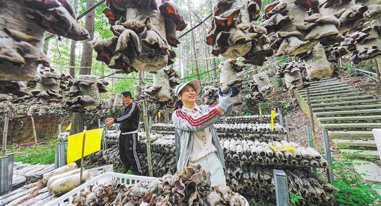 量发展产业调研】林下生金mg不朽情缘网站【高质(图3)